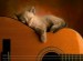 Cat-Sleeping-on-Guitar
