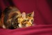תמונות-הטפטים-למחשב-מיין-קון-חתול-ללא-תשלום-תמונות-hh_Ni752349